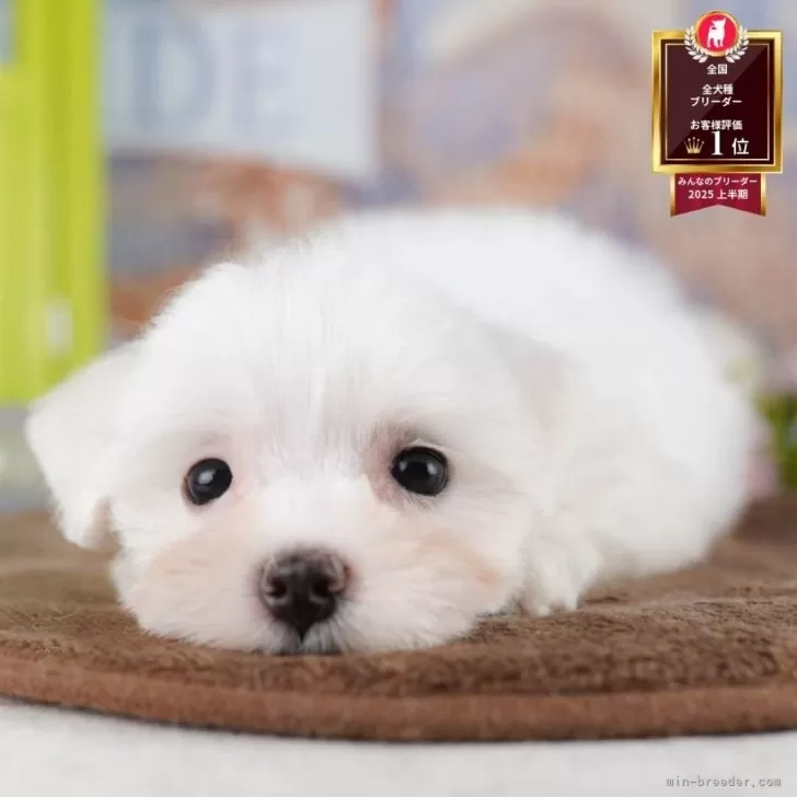 ID:2509-00758の子犬