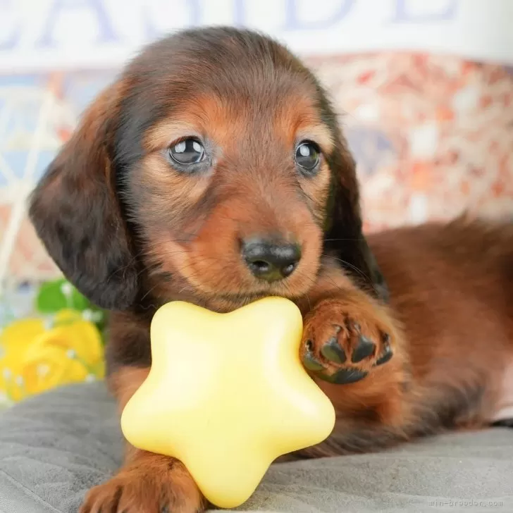 ID:2504-05779の子犬