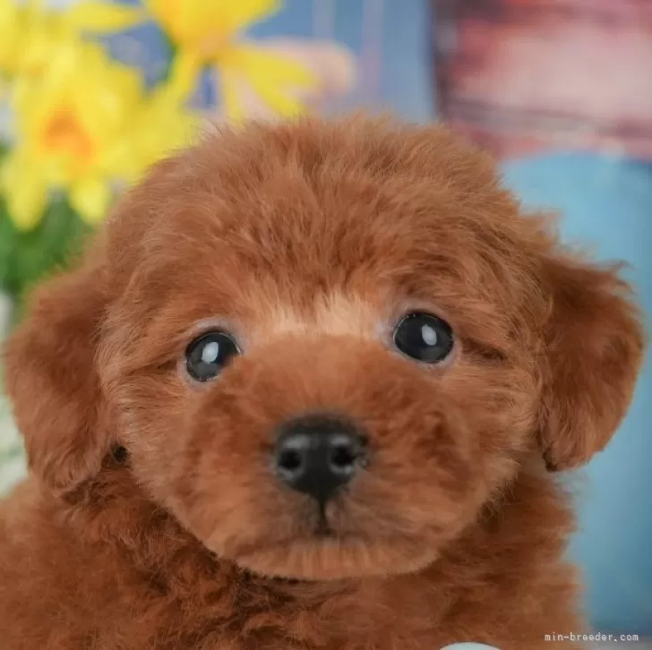 タイニープードル【千葉県・男の子・2025年10月19日・レッド】の写真1「この子が気になった方は、[[この子犬の見学希望]]ボタンからお気軽にお問い合わせ下さい😊」