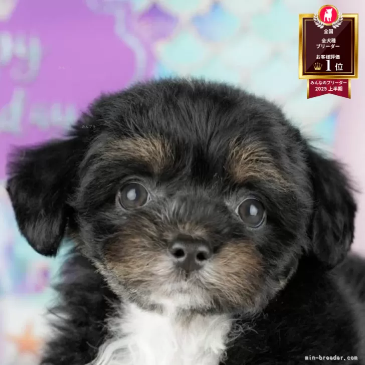 あやめ 様のお迎えした子犬