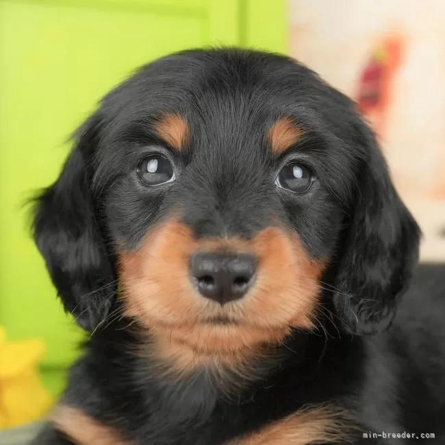 ミークン 様のお迎えした子犬