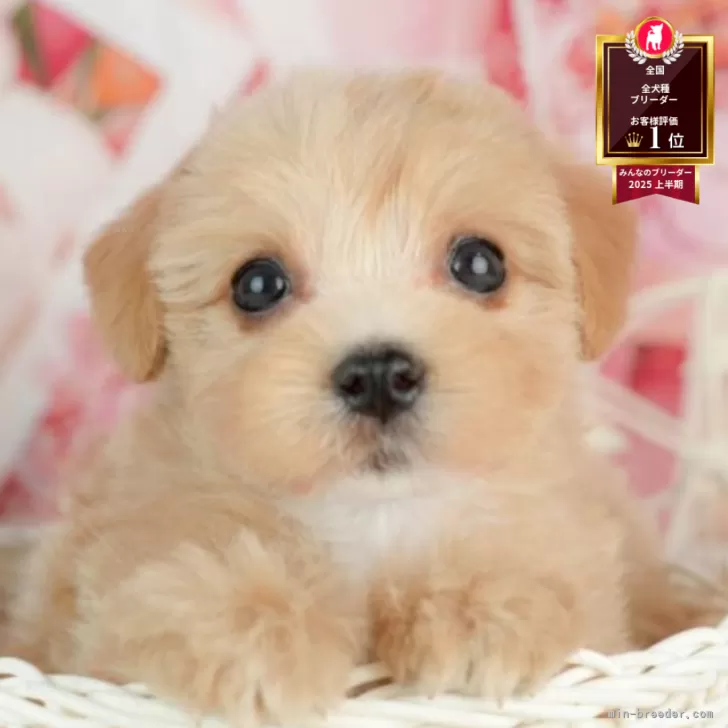 ID:2507-07025の子犬