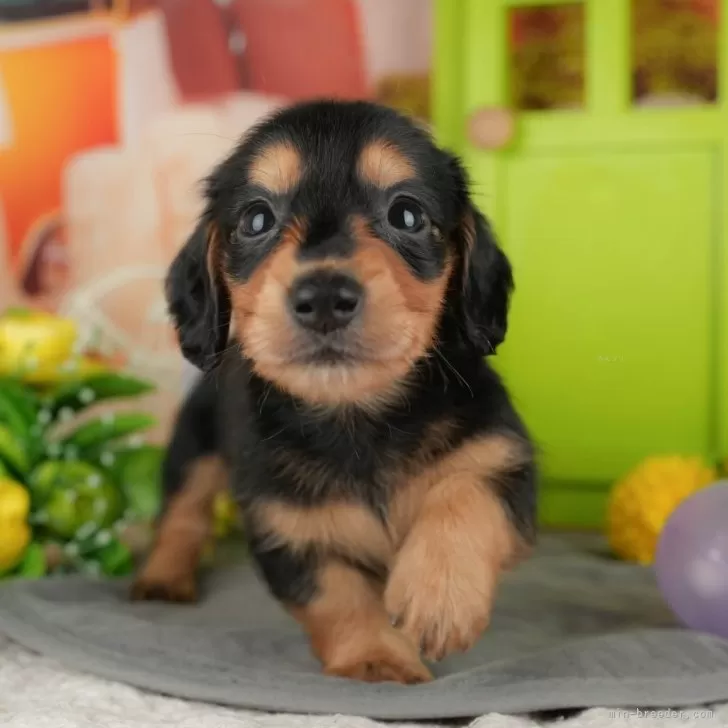 ID：2510-02157の子犬