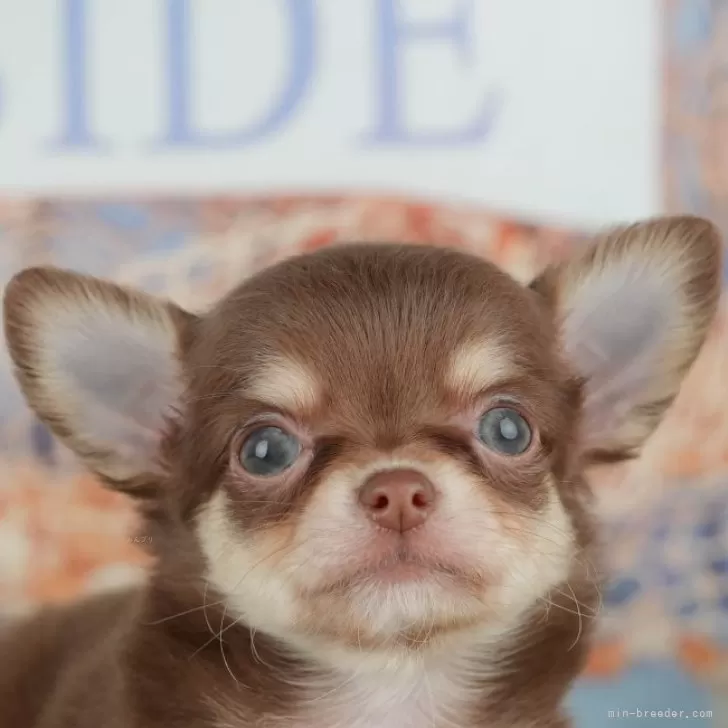 M.S 様のお迎えした子犬