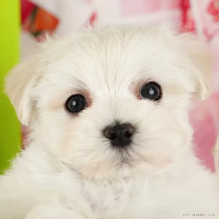 ID:2412-06593の子犬