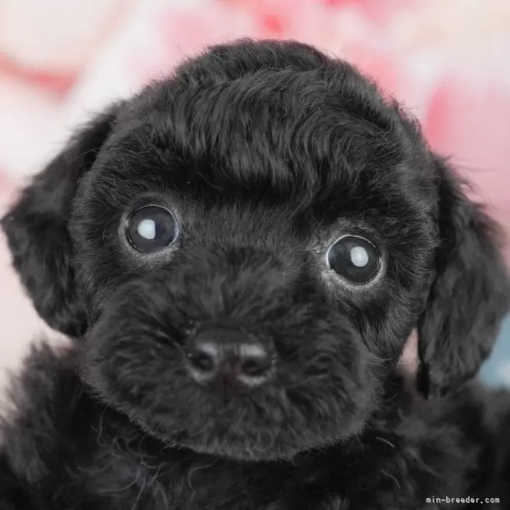 K 様のお迎えした子犬