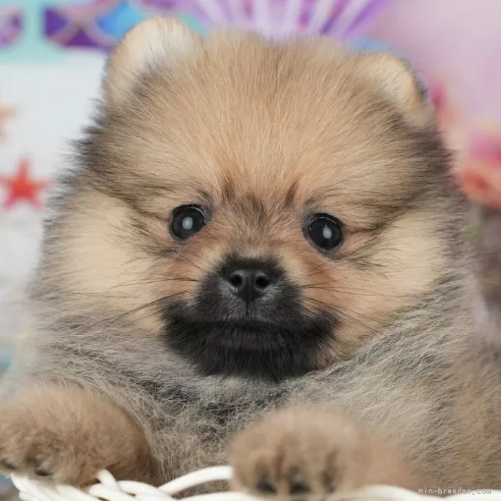 ポメラニアン【千葉県・女の子・2025年9月8日・オレンジ】の写真1「この子が気になった方は、[[この子犬の見学希望]]ボタンからお気軽にお問い合わせ下さい😊」