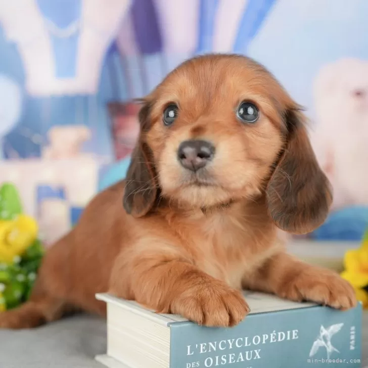 ID：2504-05680の子犬