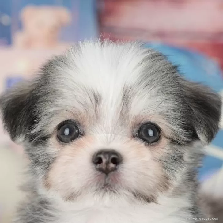 ID：2510-02141の子犬