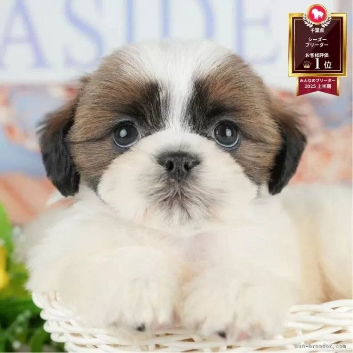 はなゆき 様のお迎えした子犬