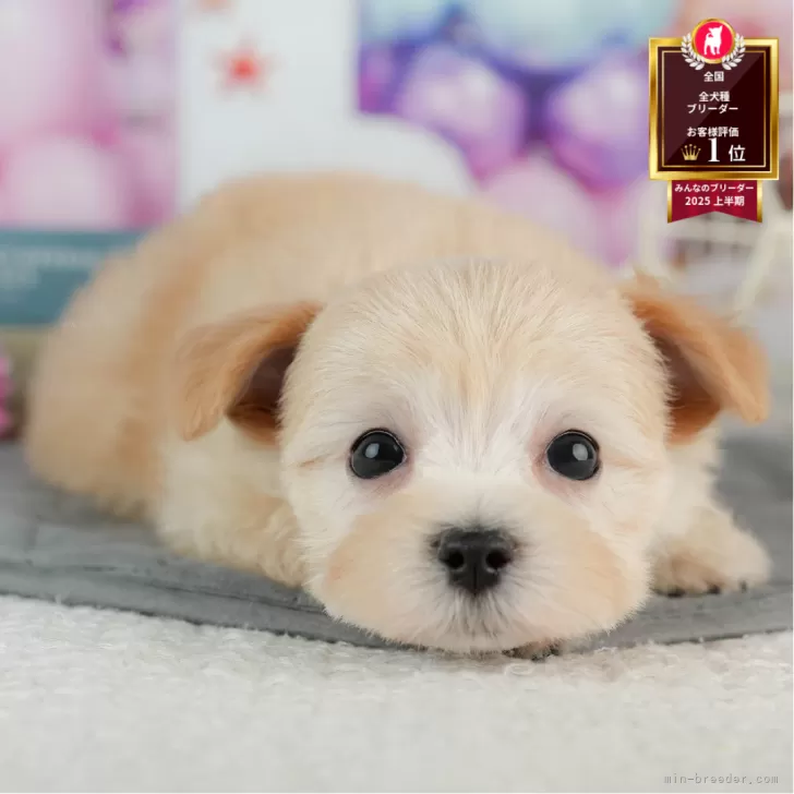 ID:2507-07033の子犬