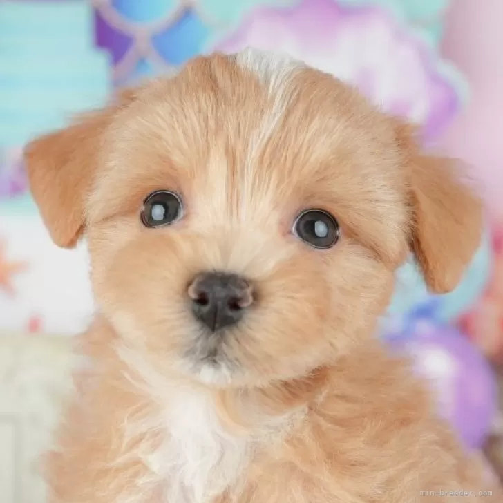 ID：2601-01581の子犬