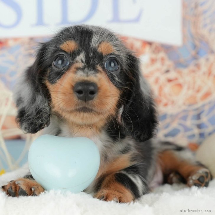 ブリーダー画像