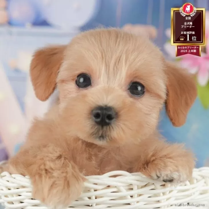 M.Ｉ 様のお迎えした子犬