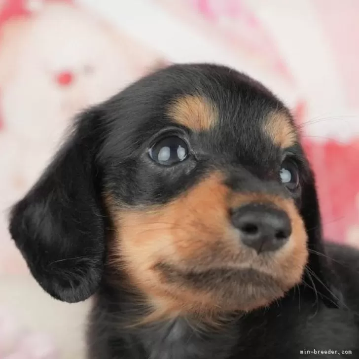M.S 様のお迎えした子犬