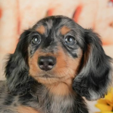 ミニチュアダックスフンド(ロング)【千葉県・男の子・2025年10月11日・シルバーダップル】の写真「ブリーダーアワード👑全国1位受賞👑🐶」