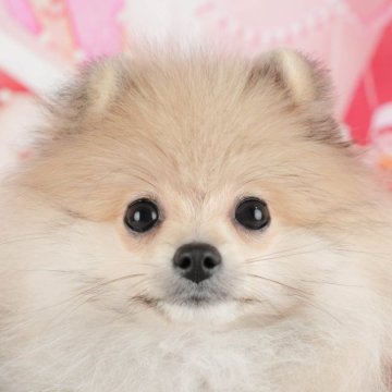 ポメラニアン【千葉県・女の子・2025年8月16日・オレンジ】の写真「ブリーダーアワード👑全国1位受賞👑🐶」