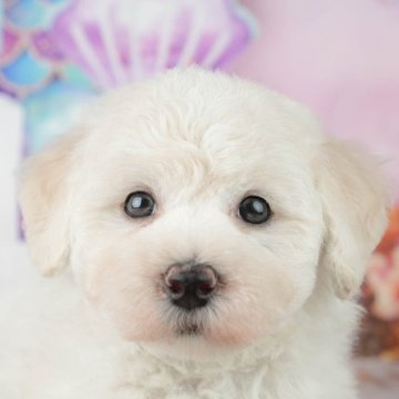 マルプー(マルチーズ×トイプードル)【千葉県・男の子・2026年1月24日・ホワイト】の写真「3連休✨3/20~22🐕ドッグランツアー開催🌲」