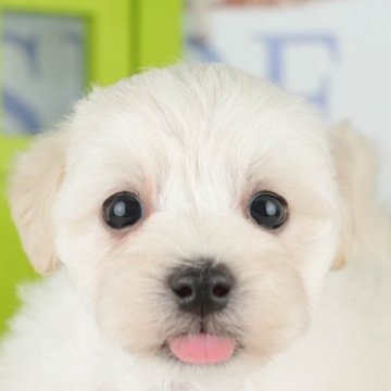 マルプー(マルチーズ×トイプードル)【千葉県・男の子・2025年4月13日・クリーム】の写真「🌻子犬を迎えたいけど不安な方へ🐾7/21相談会」