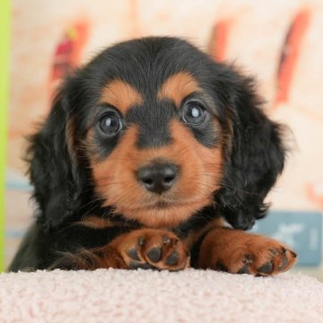 ミニチュアダックスフンド(ロング)【千葉県・男の子・2025年9月11日・ブラックタン】の写真「ブリーダーアワード👑全国1位受賞👑🐶」