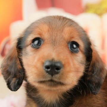 ミニチュアダックスフンド(ロング)【千葉県・男の子・2024年12月22日・シェーデッドレッド】の写真「お客様の評価ランキング💖2024年度 日本1位🏆」