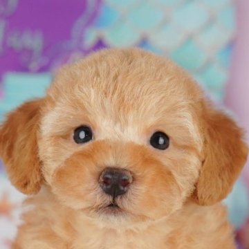 トイプードル(トイ)【千葉県・男の子・2025年8月6日・アプリコット】の写真「ブリーダーアワード👑全国1位受賞👑🐶」