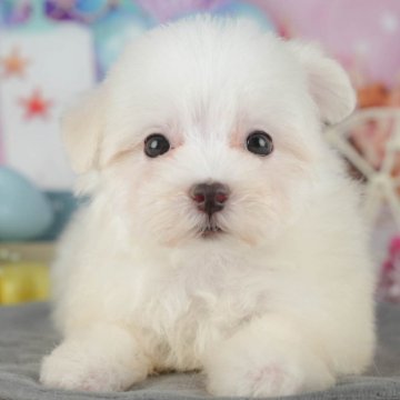 マルチーズ【千葉県・女の子・2025年9月22日・ホワイト】の写真「ブリーダーアワード👑全国1位受賞👑🐶」