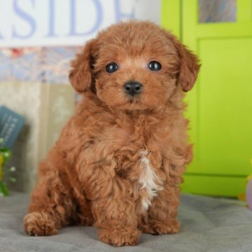 タイニープードル【千葉県・男の子・2025年8月6日・レッド】の写真「ブリーダーアワード👑全国1位受賞👑🐶」