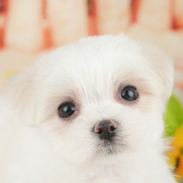 マルチーズ【千葉県・女の子・2025年3月1日・ホワイト】の写真「無料の相談会🌸🐶開催！！」