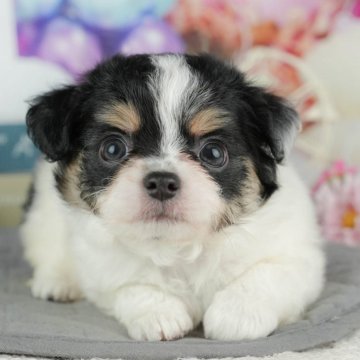 チワワ(ロング)【千葉県・男の子・2025年10月2日・ブラックタン&ホワイト】の写真「ブリーダーアワード👑全国1位受賞👑🐶」