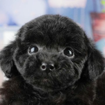 トイプードル(トイ)【千葉県・男の子・2025年9月6日・ブラック】の写真「ブリーダーアワード👑全国1位受賞👑🐶」