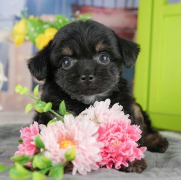 チワプー(チワワ×トイプードル)【千葉県・男の子・2025年9月11日・ブラックタン】の写真「ブリーダーアワード👑全国1位受賞👑🐶」