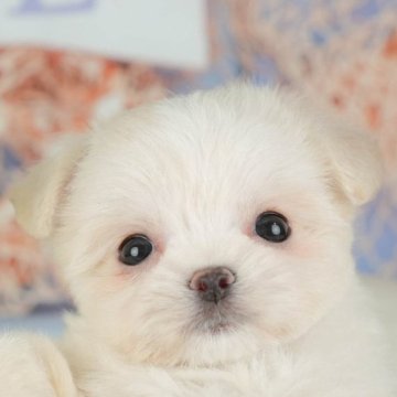 チワマル(マルチーズ×チワワ)【千葉県・女の子・2025年9月22日・クリーム】の写真「ブリーダーアワード👑全国1位受賞👑🐶」