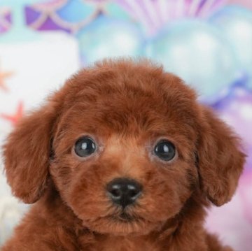 トイプードル(トイ)【千葉県・女の子・2025年9月23日・レッド】の写真「ブリーダーアワード👑全国1位受賞👑🐶」