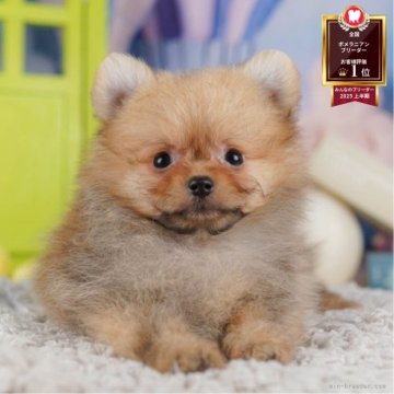 ポメラニアン【千葉県・男の子・2025年7月1日・オレンジセーブル】の写真「ブリーダーアワード全国1位受賞👑🐶」