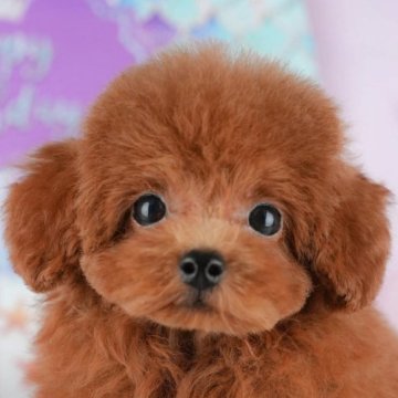 トイプードル(トイ)【千葉県・女の子・2025年8月26日・レッド】の写真「ブリーダーアワード👑全国1位受賞👑🐶」