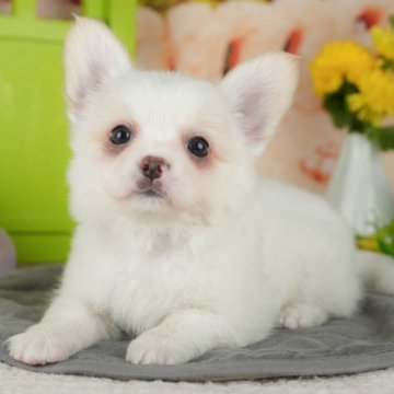 チワワ(ロング)【千葉県・男の子・2025年9月19日・クリーム&ホワイト】の写真「ブリーダーアワード👑全国1位受賞👑🐶」