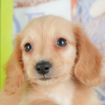 ミニチュアダックスフンド(ロング)【千葉県・女の子・2025年9月24日・イエロー】の写真「ブリーダーアワード👑全国1位受賞👑🐶」