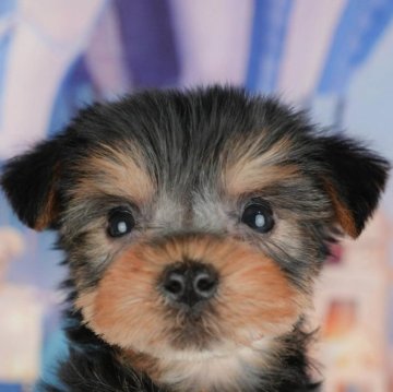 ヨークシャーテリア【千葉県・女の子・2025年9月18日・スティールブルー&タン】の写真「ブリーダーアワード👑全国1位受賞👑🐶」