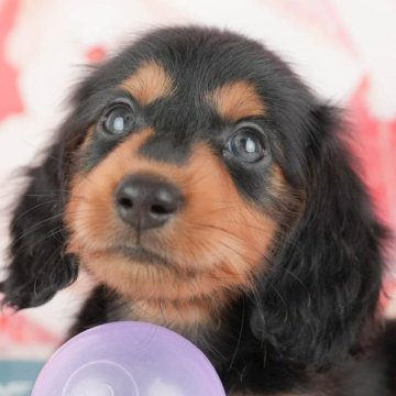 ミニチュアダックスフンド(ロング)【千葉県・男の子・2025年9月11日・ブラックタン】の写真「ブリーダーアワード👑全国1位受賞👑🐶」