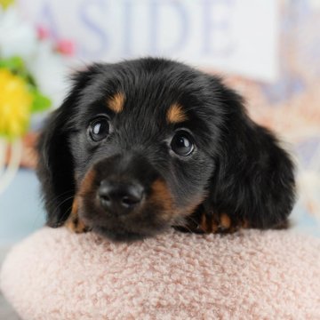 ミニチュアダックスフンド(ロング)【千葉県・女の子・2025年8月5日・ブラック&タン】の写真「ブリーダーアワード👑全国1位受賞👑🐶」