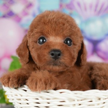 トイプードル(トイ)【千葉県・女の子・2025年8月27日・レッド】の写真「ブリーダーアワード👑全国1位受賞👑🐶」