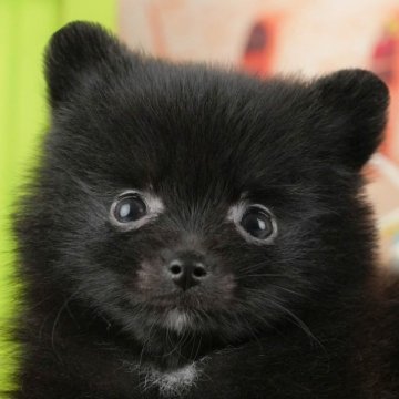 ポメラニアン【千葉県・女の子・2025年9月2日・ブラック】の写真「ブリーダーアワード👑全国1位受賞👑🐶」