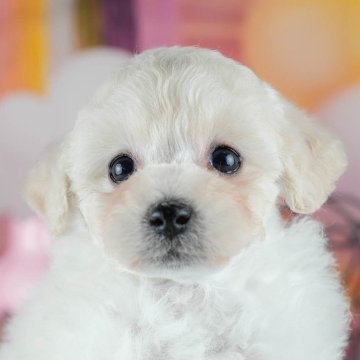 トイプードル(トイ)【千葉県・女の子・2025年9月3日・ホワイト】の写真「ブリーダーアワード👑全国1位受賞👑🐶」