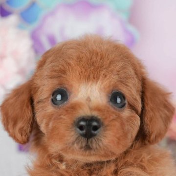 トイプードル(トイ)【千葉県・女の子・2025年9月15日・レッド】の写真「ブリーダーアワード👑全国1位受賞👑🐶」