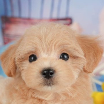 ミックス(マルチーズ×ミックス)【千葉県・男の子・2025年9月27日・アプリコット】の写真「ブリーダーアワード👑全国1位受賞👑🐶」