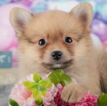 ポメラニアン【千葉県・男の子・2025年9月2日・オレンジ】の写真「ブリーダーアワード👑全国1位受賞👑🐶」