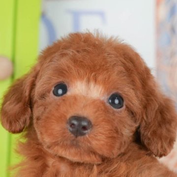 トイプードル(トイ)【千葉県・女の子・2025年8月23日・レッド】の写真「ブリーダーアワード👑全国1位受賞👑🐶」