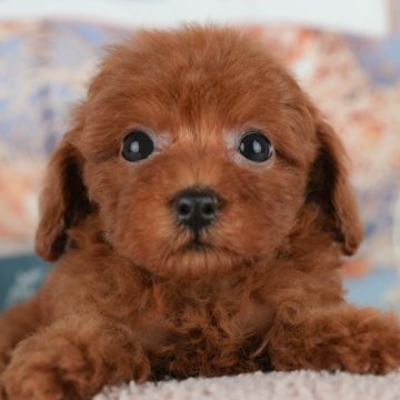 トイプードル(トイ)【千葉県・女の子・2025年10月18日・レッド】の写真「本日⏰16時～ご案内可能！残り3/7件🌟」