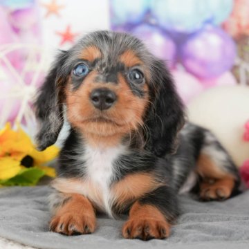 ミニチュアダックスフンド(ロング)【千葉県・男の子・2025年9月11日・シルバーダップル】の写真「ブリーダーアワード👑全国1位受賞👑🐶」